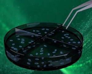 حفظ البُصيلات داخل السائل لزراعة الشعر بالاقتطاف